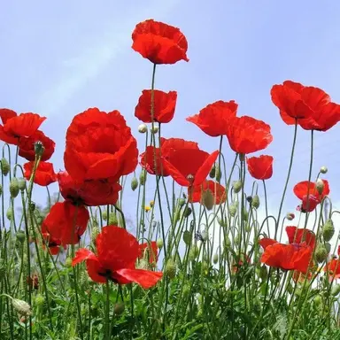 Profile image of 프리첼 베어