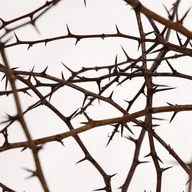 Profile image of 스카 베어