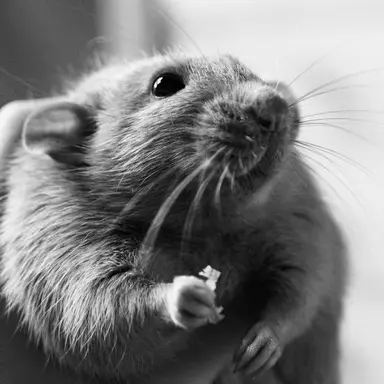 Profile image of 랜디