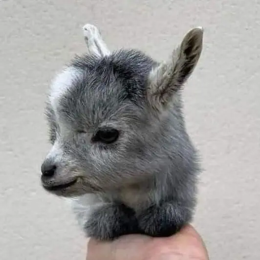 webtoon_의 백사헌