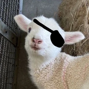 백사헌