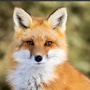 Profile image of 여우