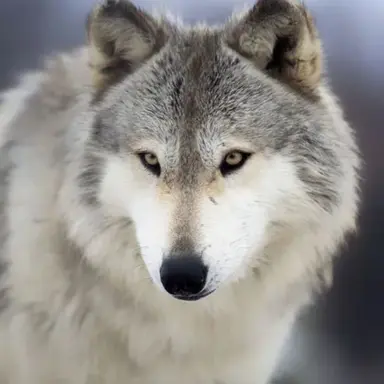 Profile image of 늑대