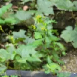 CloseMatch8252의 웃소와 무인도에 같혔다..+여우