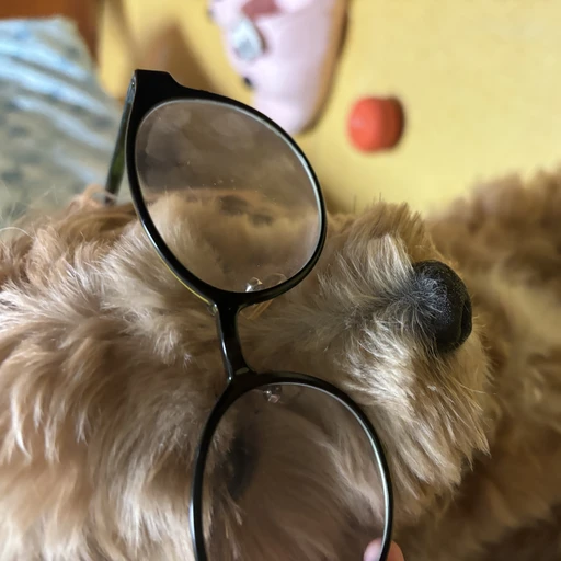 치코
