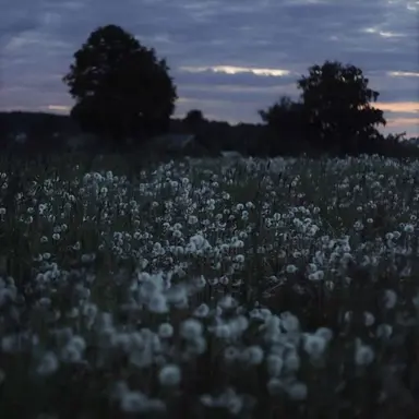 Profile image of 게스트