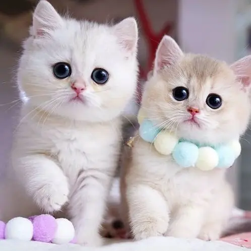 DenseBongo4098의 꾹꾹이 아담이