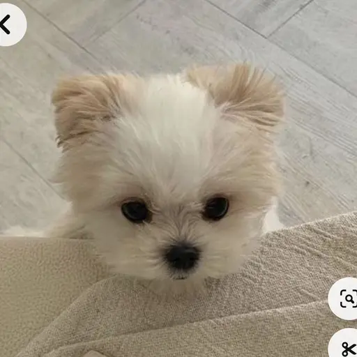 OrnateShot2463의 새끼 강아지