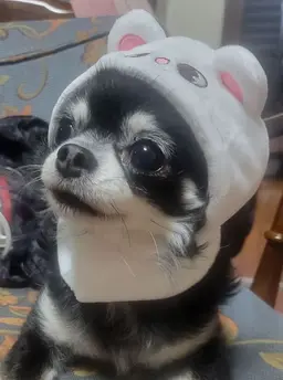 Profile image of Hyun-jin