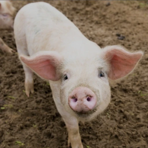 기깔나게 뚱뚱한 🐖돼지