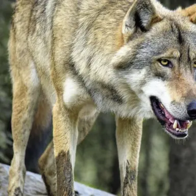 Profile image of 늑대