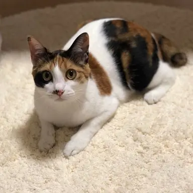 Profile image of あんこ