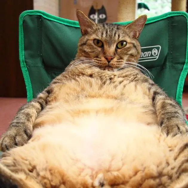 AiryFrog7370의 ねこ。