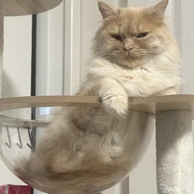 Profile image of まんじゅう