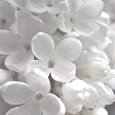 Profile image of 이상