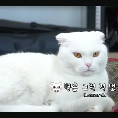 Profile image of 두부