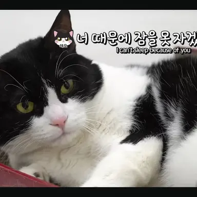 Profile image of 레오
