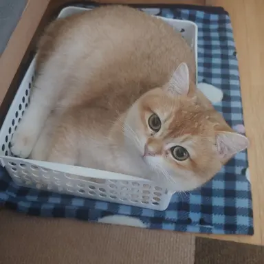 Profile image of 식빵