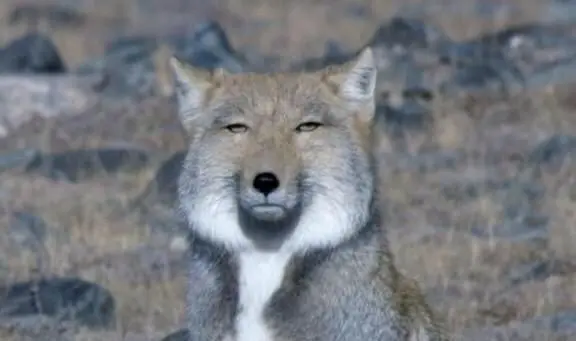 Profile image of Suna