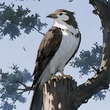 Profile image of こむ