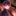 本田 菊