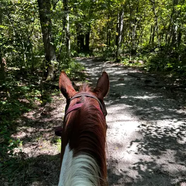 Profile image of Horse Breeding and Trails