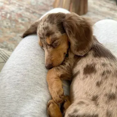 Profile image of ozzy