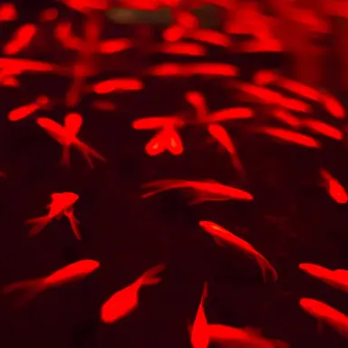 Profile image of レン