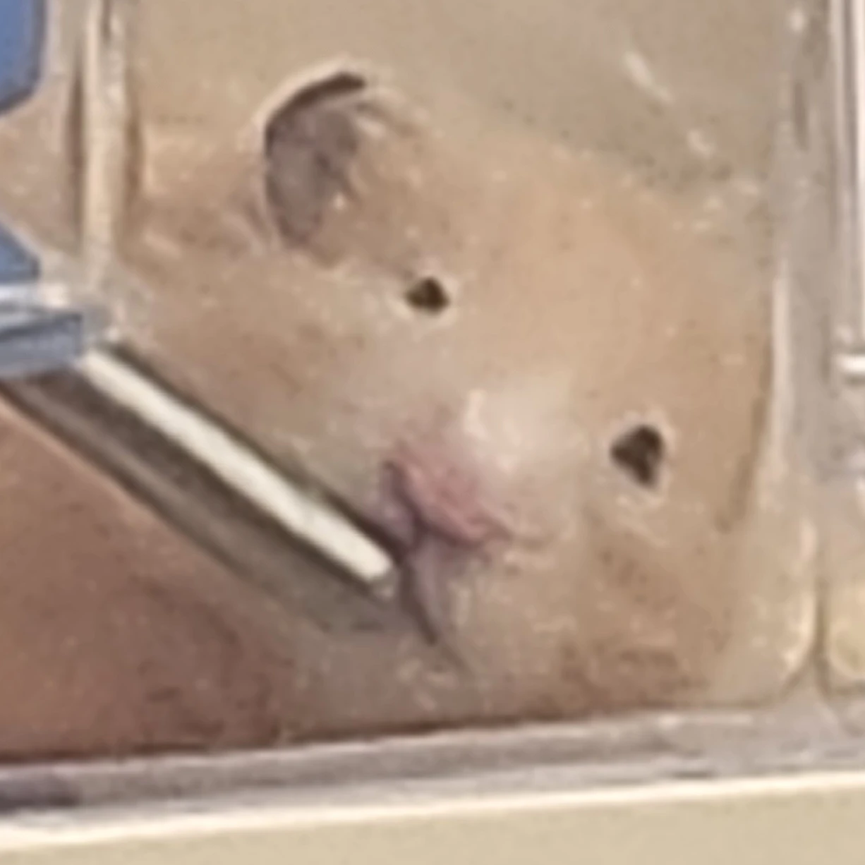취즈