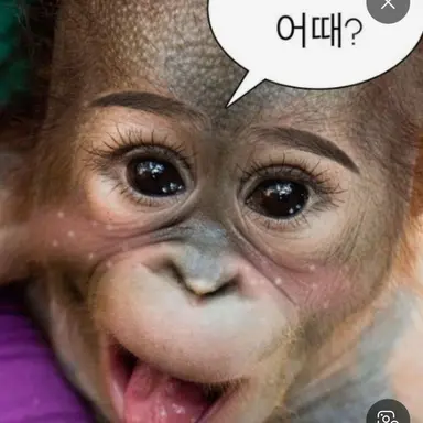 Profile image of 여우
