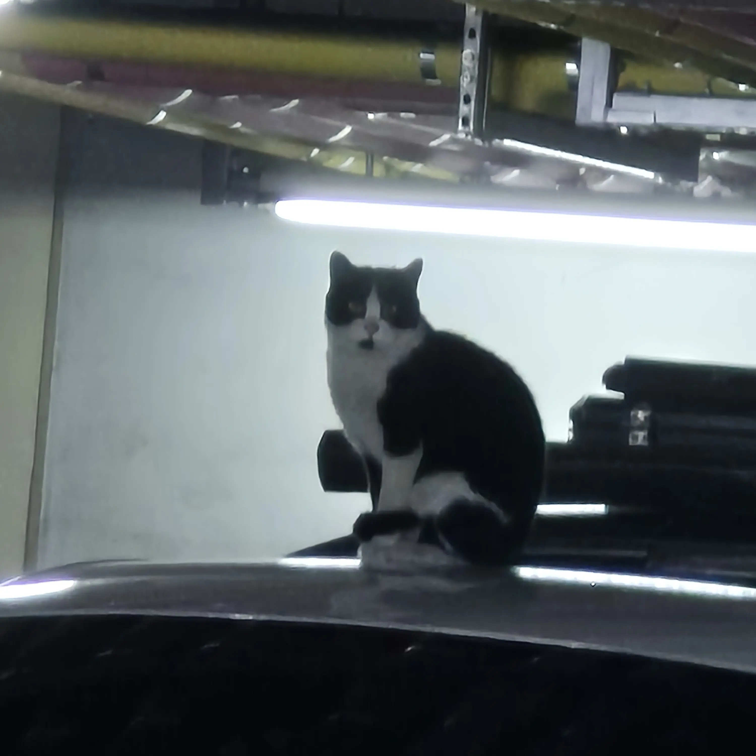 MuggyWhale4801의 안수호