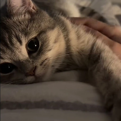 길고양이