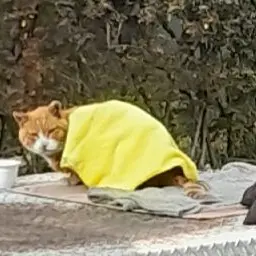 Profile image of 모찌엘