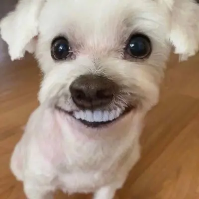 Nctisverylove의 말하는 강아지