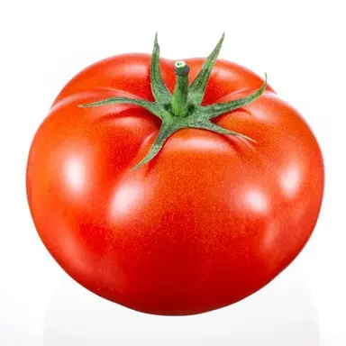 Profile image of トマト