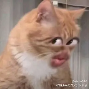 Profile image of 顔面人間猫