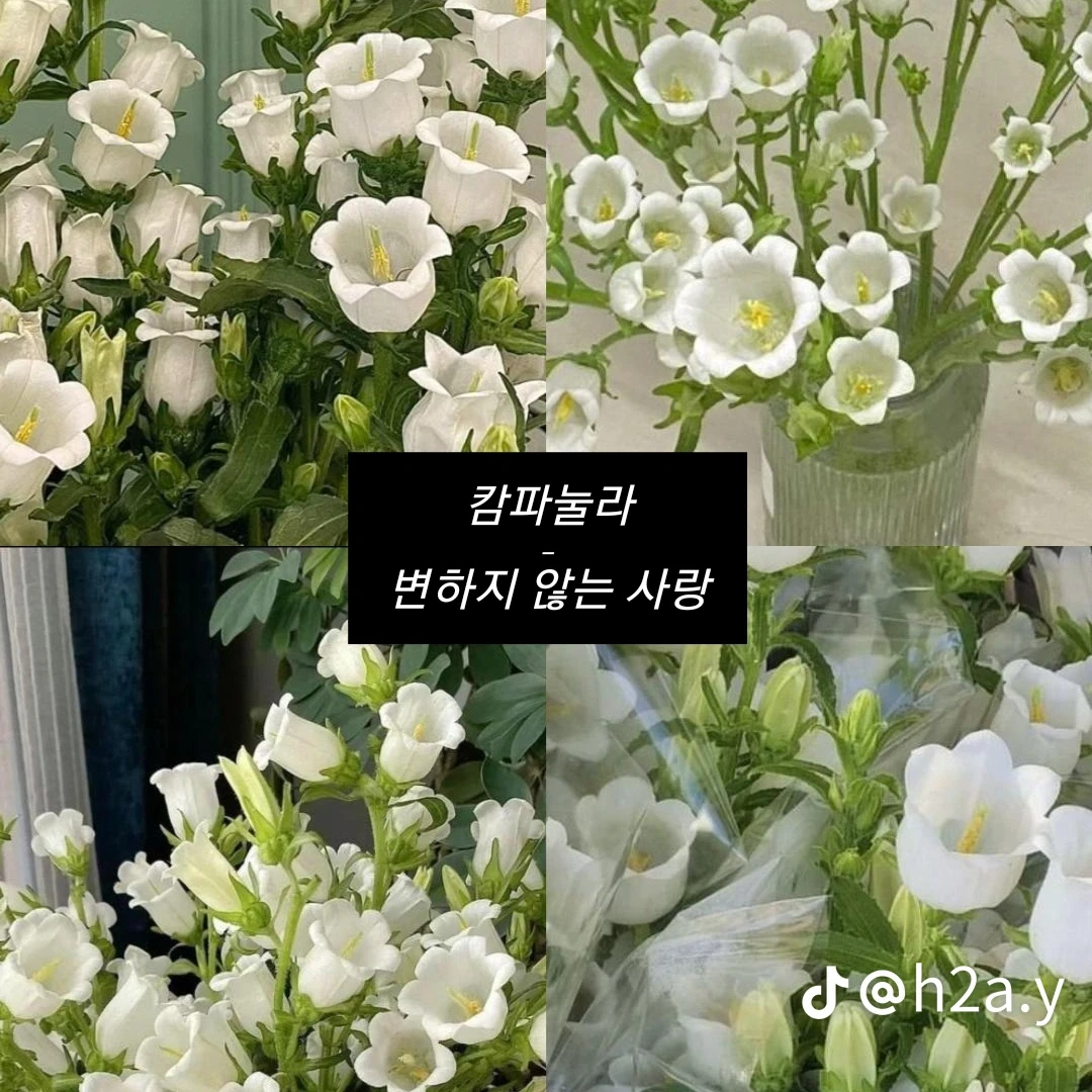 세트