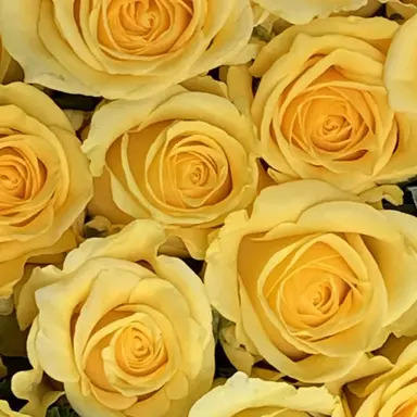 Profile image of 照