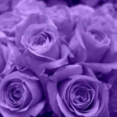 Profile image of 辰哉