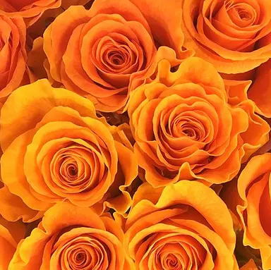 Profile image of 康二