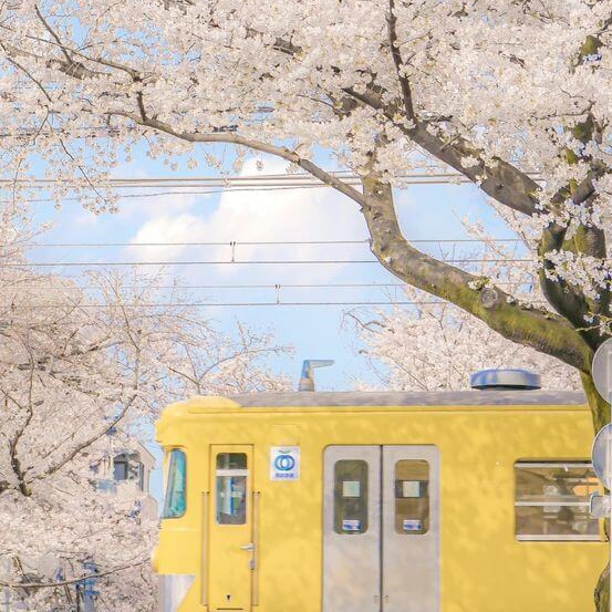 쉐도우 밀크,퓨어 바닐라 대표 이미지