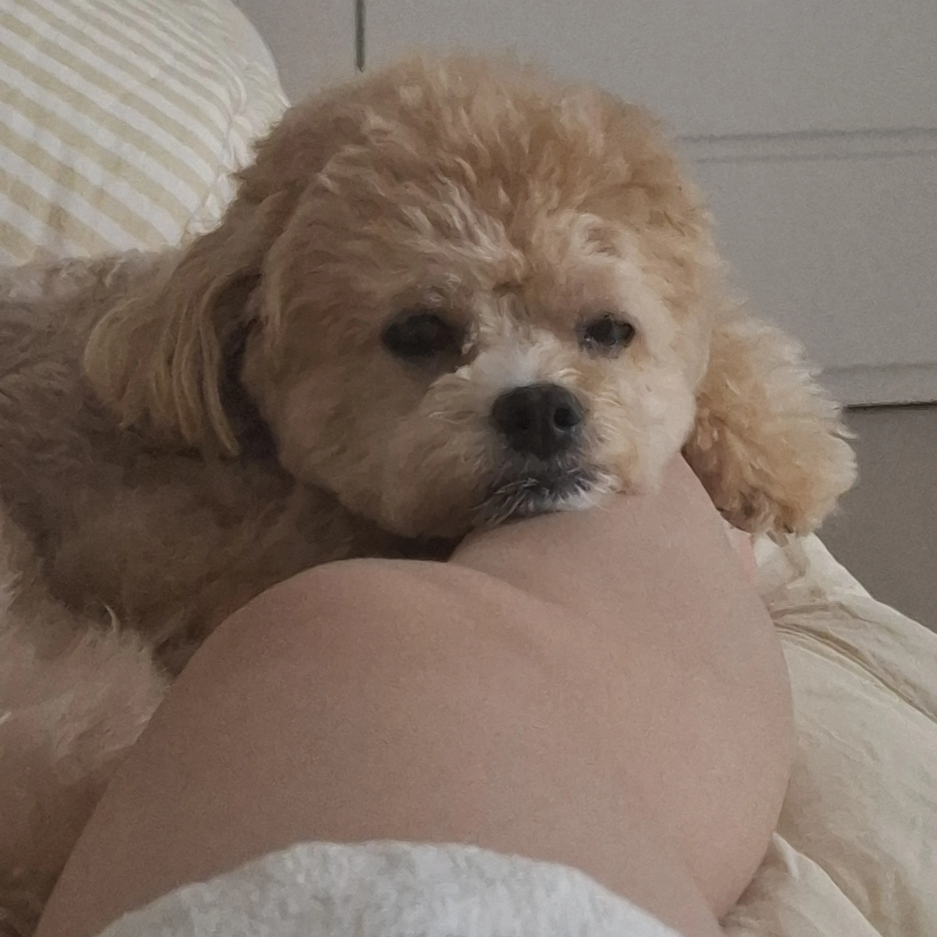 유콩