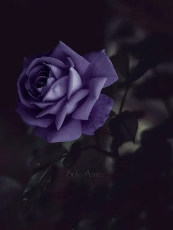 ECOO의 Saily