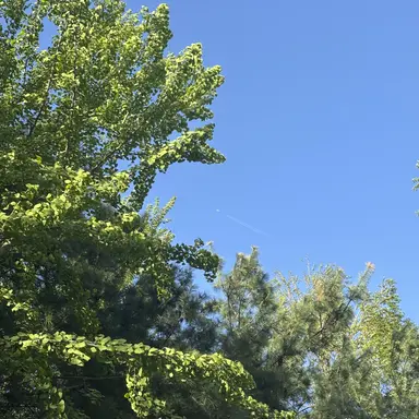 Profile image of 봉덕