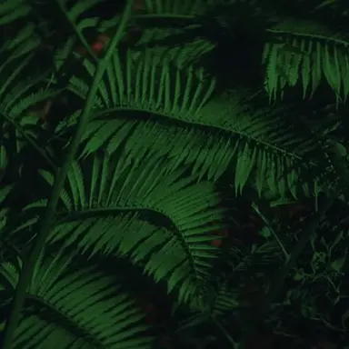 Profile image of 樹音