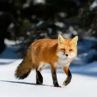 Profile image of 아카기 미치나리
