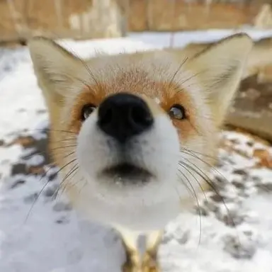 Profile image of 시노하라 마나