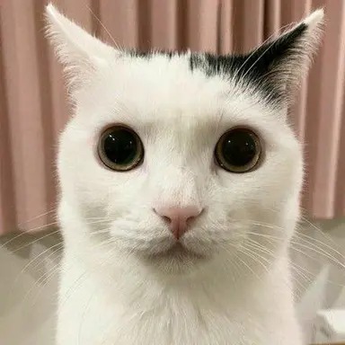 Profile image of Jermbo