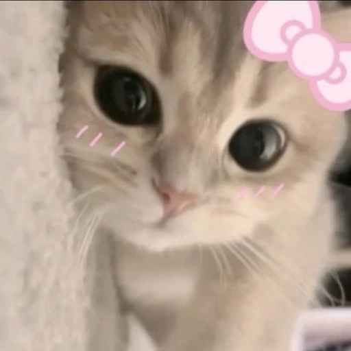 윤아유니