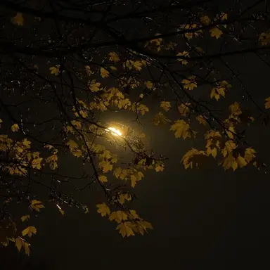 Profile image of 김각별